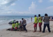 lifeguards restarin a crocodile on a beach