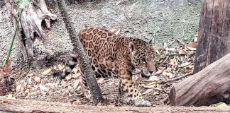 Jaguar in wooded area