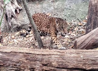 Jaguar in wooded area