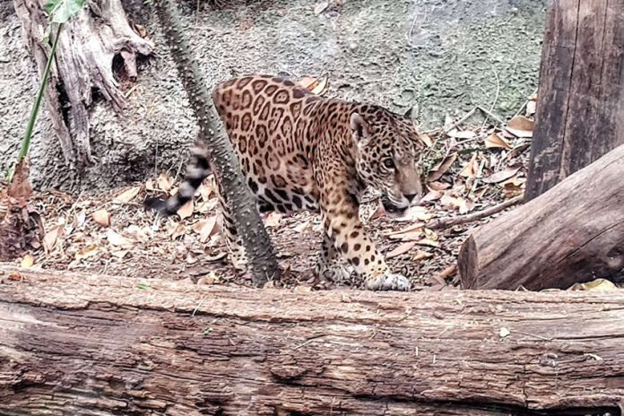 Jaguar in wooded area