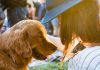 A woman and her golden retriever