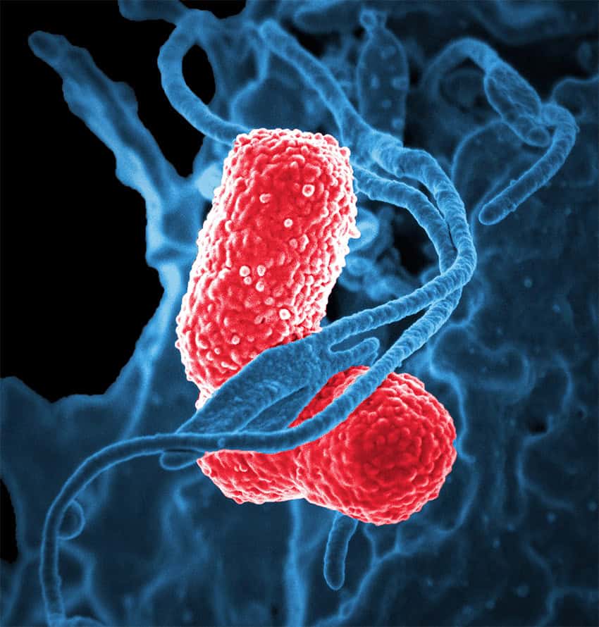 A white blood cell, colored blue, wraps around two pink rod-shaped bacteria in a microscope image. The bacteria are Klebsiella bacteria, like those that caused contamination of children's IVs in México state