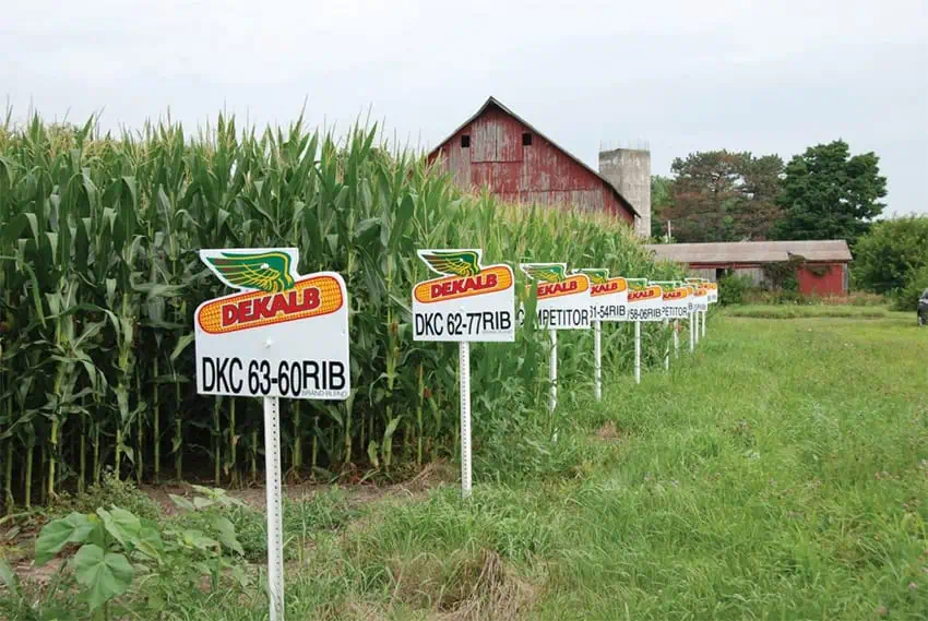 Labelled rows of genetically modified corn