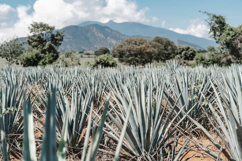 A field of ripe agave cacti in Mexico