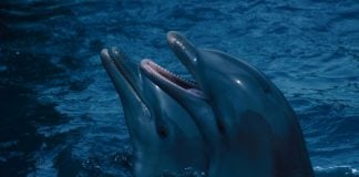 Dolphins with their bodies sticking out of the water.