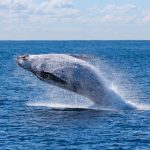 A leaping gray whale in Baja California