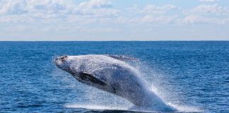 A leaping gray whale in Baja California