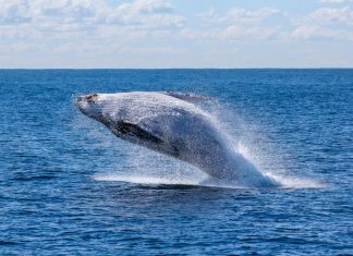 A leaping gray whale in Baja California