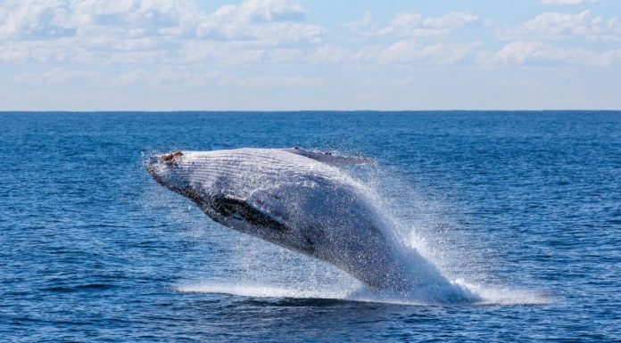 A leaping gray whale in Baja California