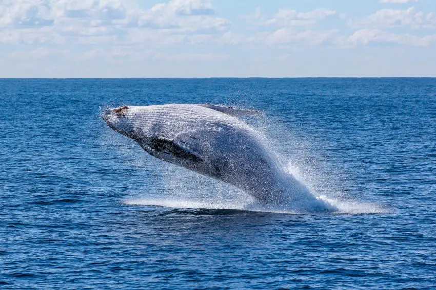 Baja California whale season is officially underway