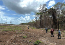 A section of forest clear-cut