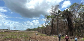 A section of forest clear-cut