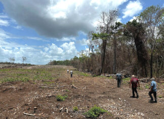 A section of forest clear-cut