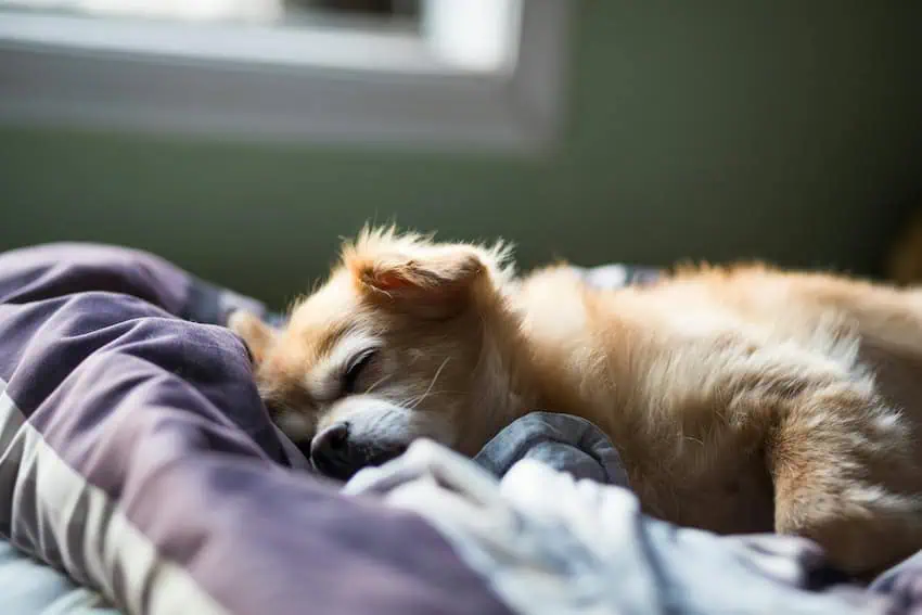 A dog sleeping soundly in a couch