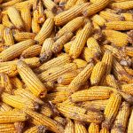 Ears of dried corn in a big pile