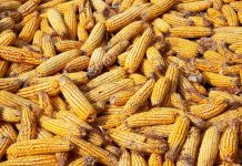 Ears of dried corn in a big pile