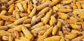 Ears of dried corn in a big pile