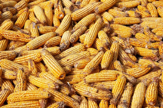 Ears of dried corn in a big pile