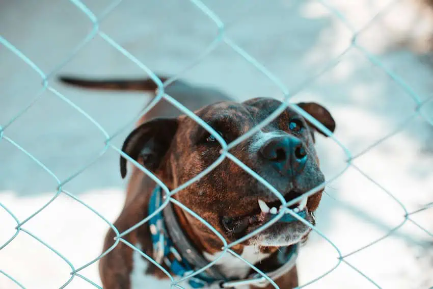 A dog with a collar behind a fence