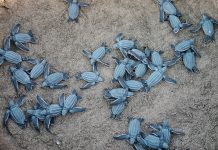 Sea turtle hatchlings on a beach