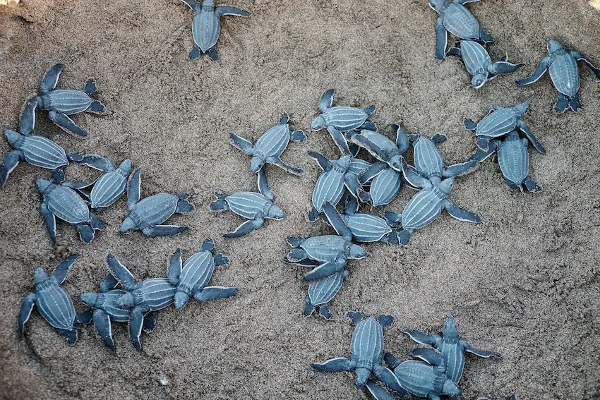 Cancún releases nearly 1 million sea turtle hatchlings to the ocean