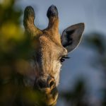 A giraffe hidden behind lush trees