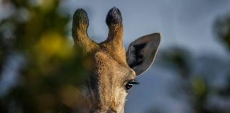 A giraffe hidden behind lush trees