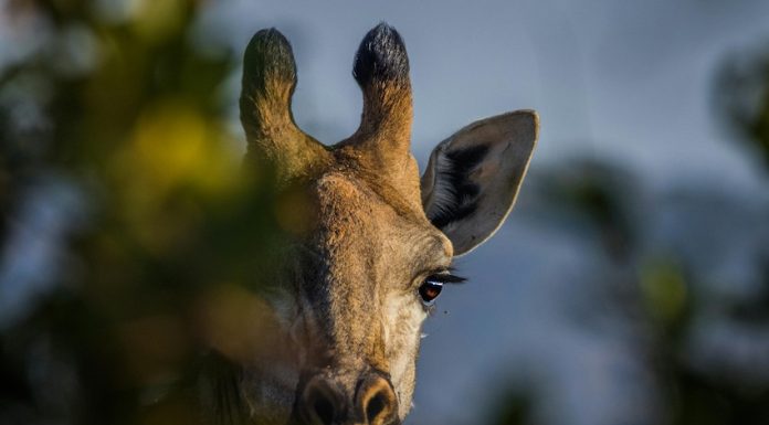 A giraffe hidden behind lush trees