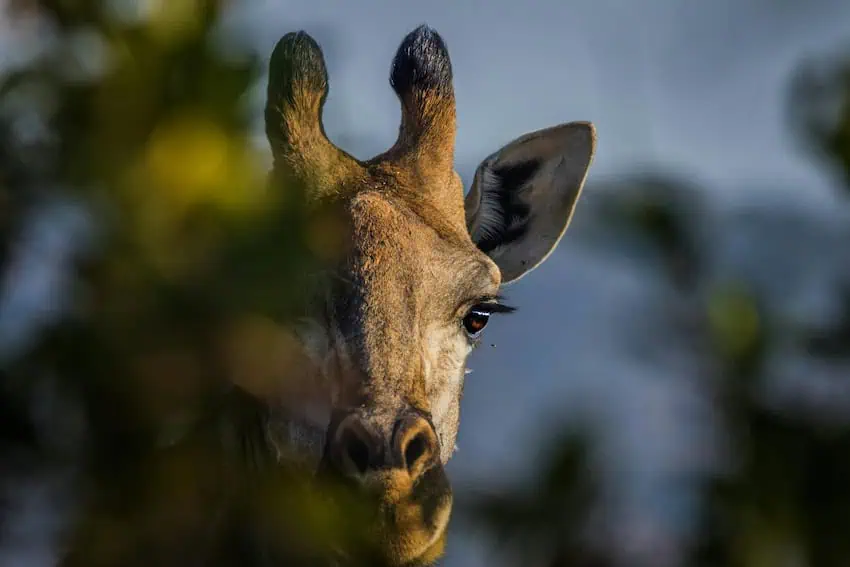 Giraffe goes missing from Culiacán Zoo