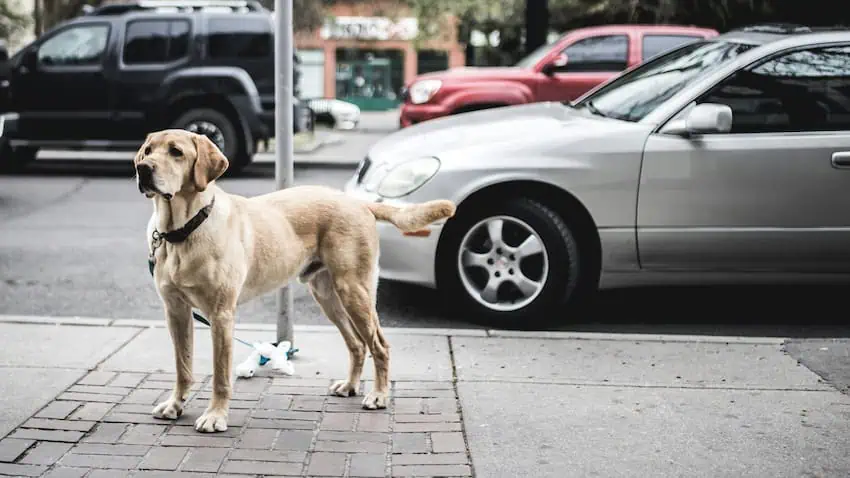 A labrador in a busy street