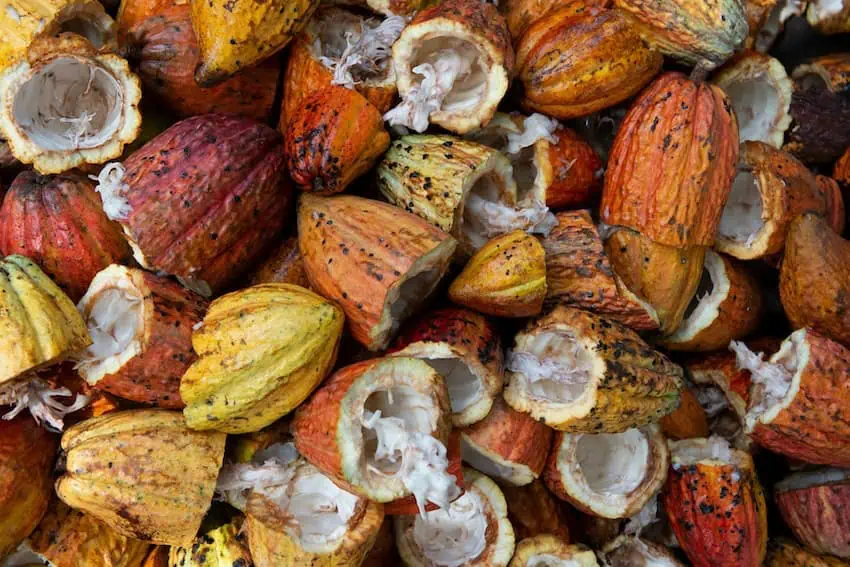 Taste of Mexico: Cacao pods