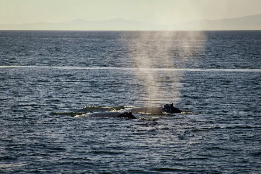 A pair of humpback whales