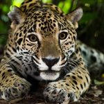 Portrait of a Mexican jaguar.