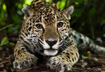 Portrait of a Mexican jaguar.