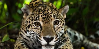 Portrait of a Mexican jaguar.