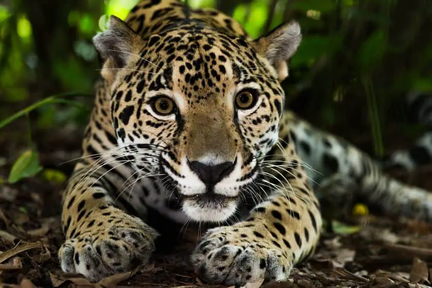 Activists sound alarm on removal of wildlife from around Maya Train