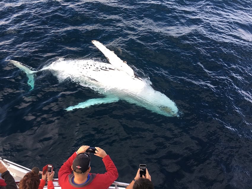 People taking pictures of a beautiful humpback whale