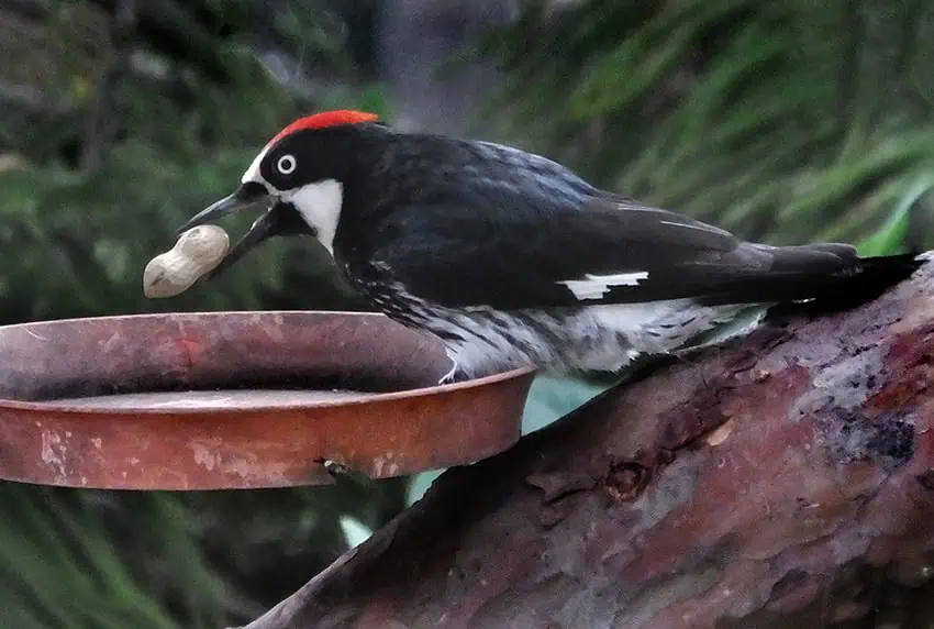 An acorn woodpecker