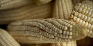 A pile of de-husked corn