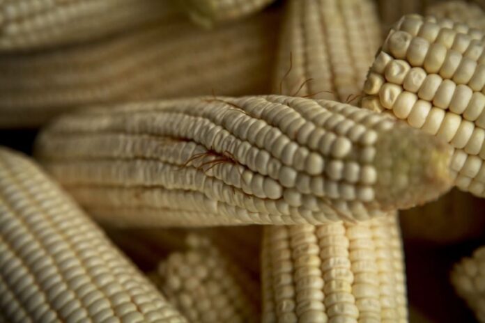 A pile of de-husked corn