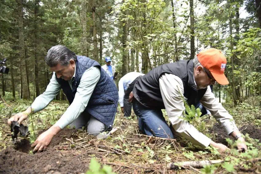 Two men in jackets and jeans crouching in the soil of a forest in Mexico plant tree seedlings in the ground.