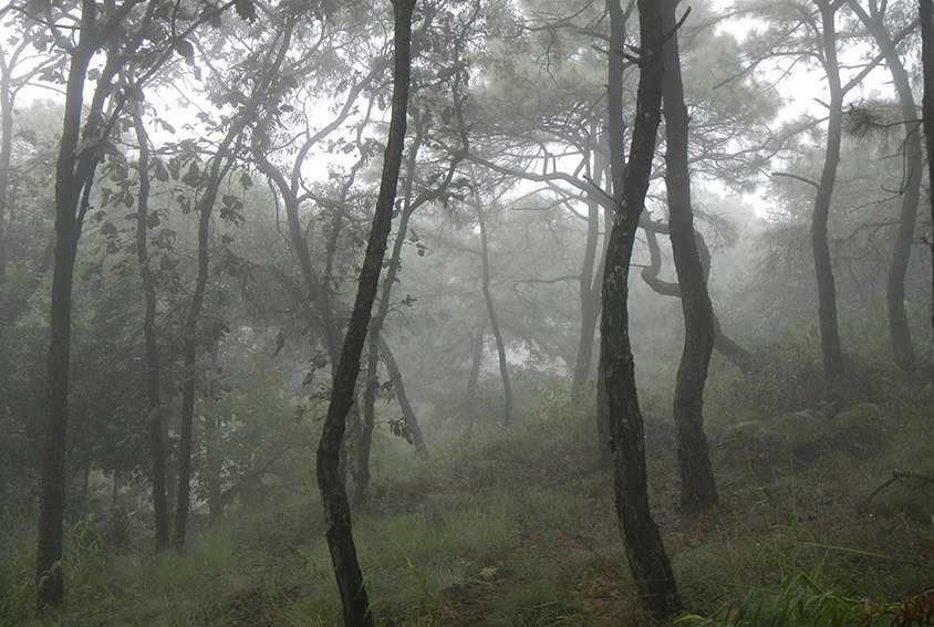 Cloud forests and rolling green hills in Jalisco