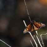 Monarch butterfly resting on a tree branch in Mexico with a bokeh background