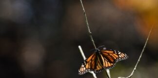 Monarch butterfly resting on a tree branch in Mexico with a bokeh background