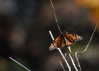Monarch butterfly resting on a tree branch in Mexico with a bokeh background
