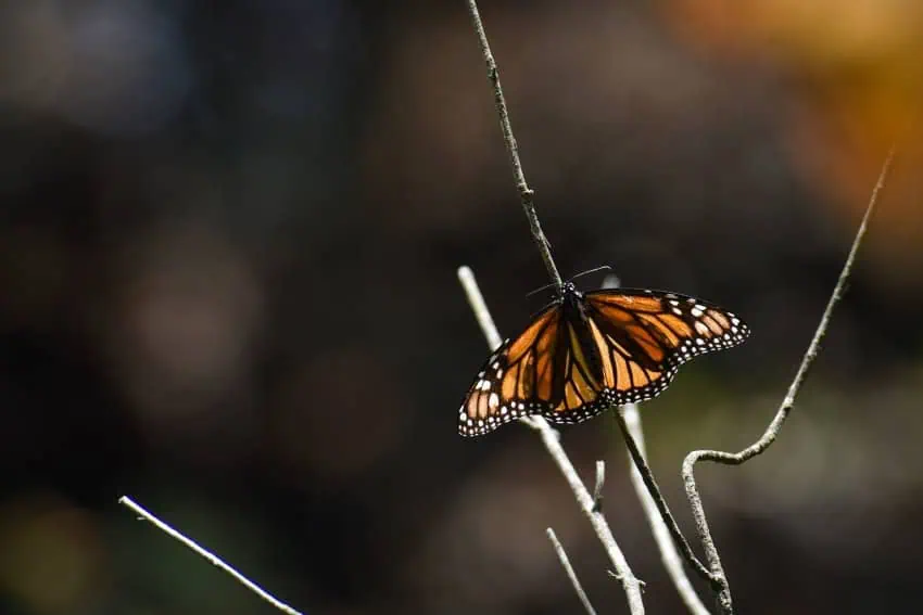 Monarch butterfly resting on a tree branch in Mexico with a bokeh background