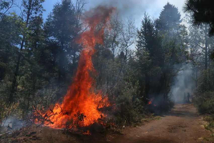 Mexico lost 1.67 million hectares to wildfires in 2024