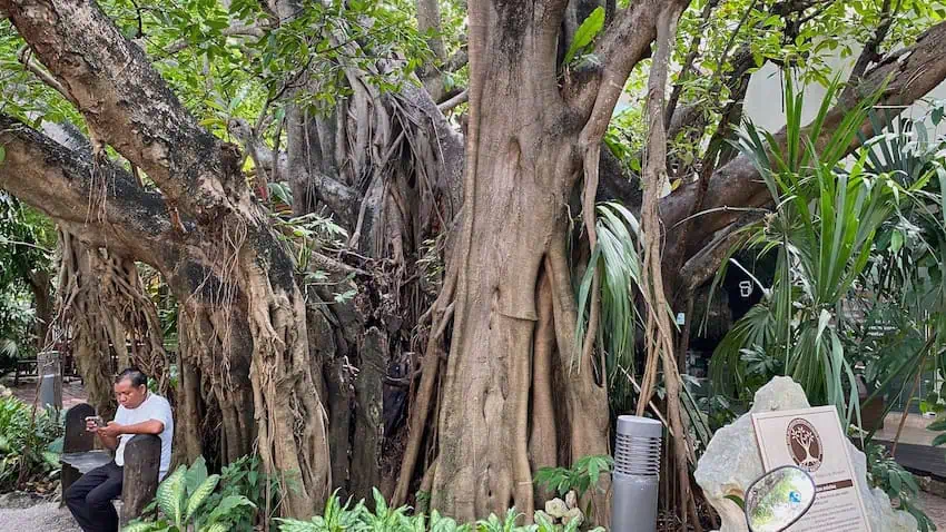 Álamo, the walking tree in Mexico