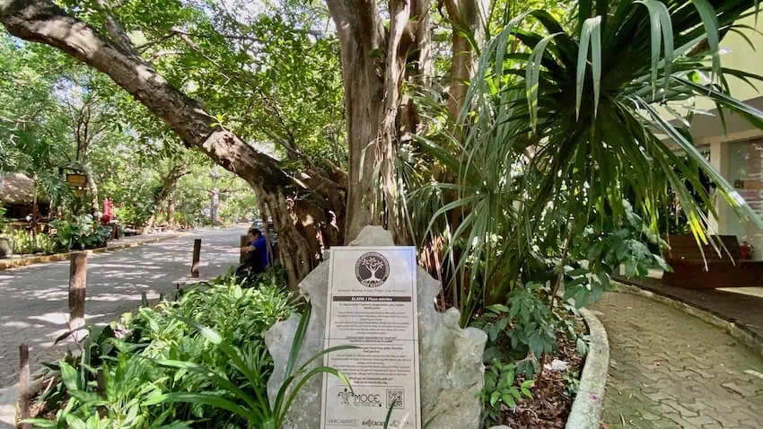 A walking tree in Mexico's Yucatán 