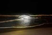 A humpback whale on a beach at night